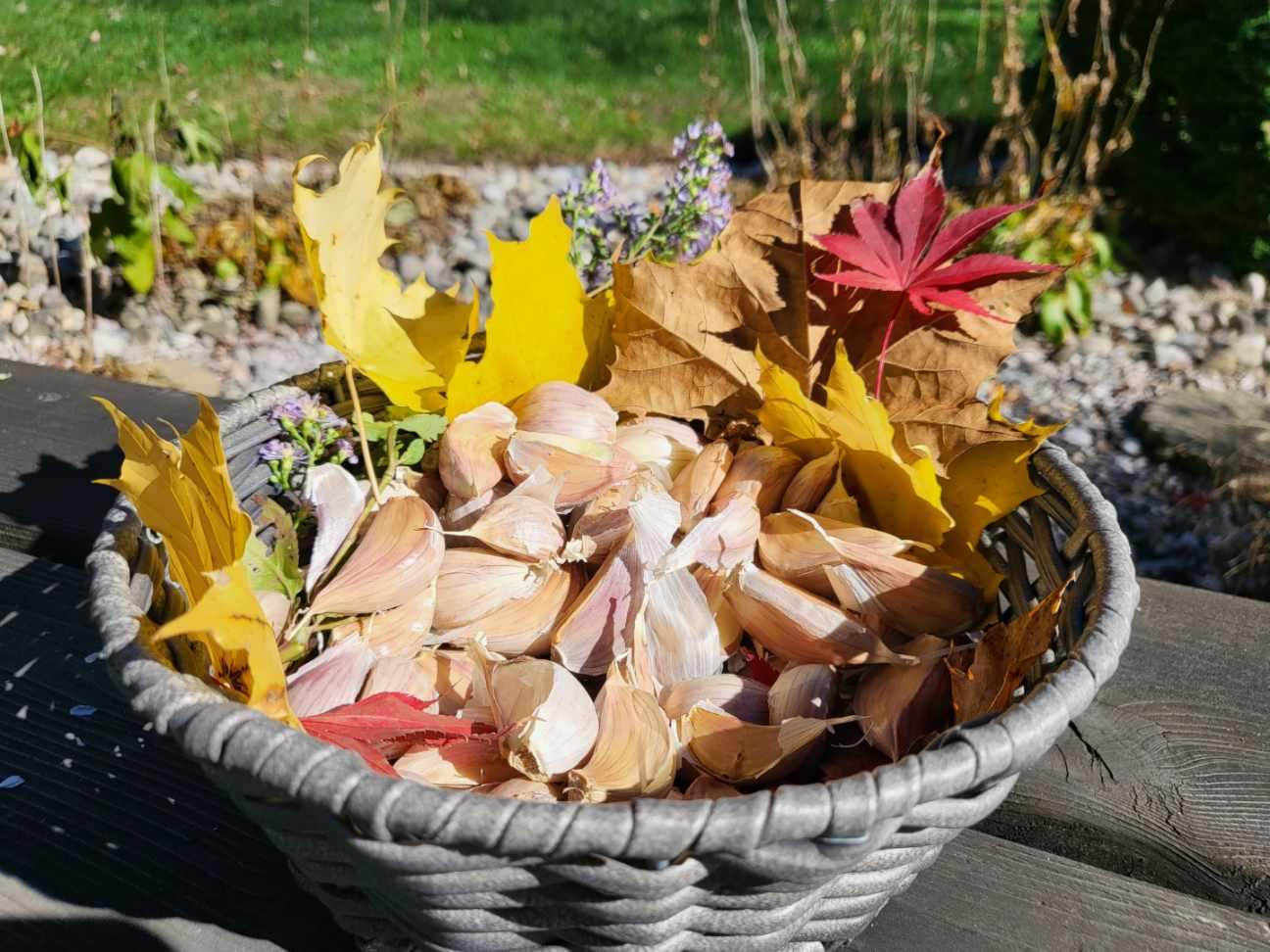 Music Hardneck Cloves For Planting and Cooking