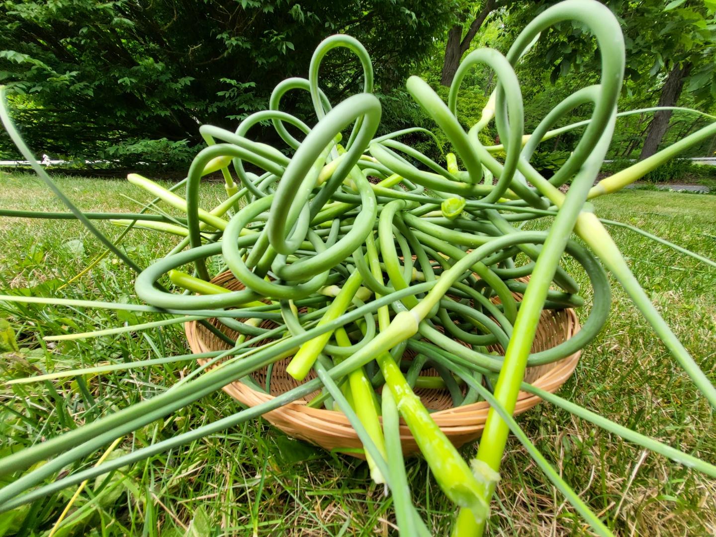 Fresh Garlic Scapes