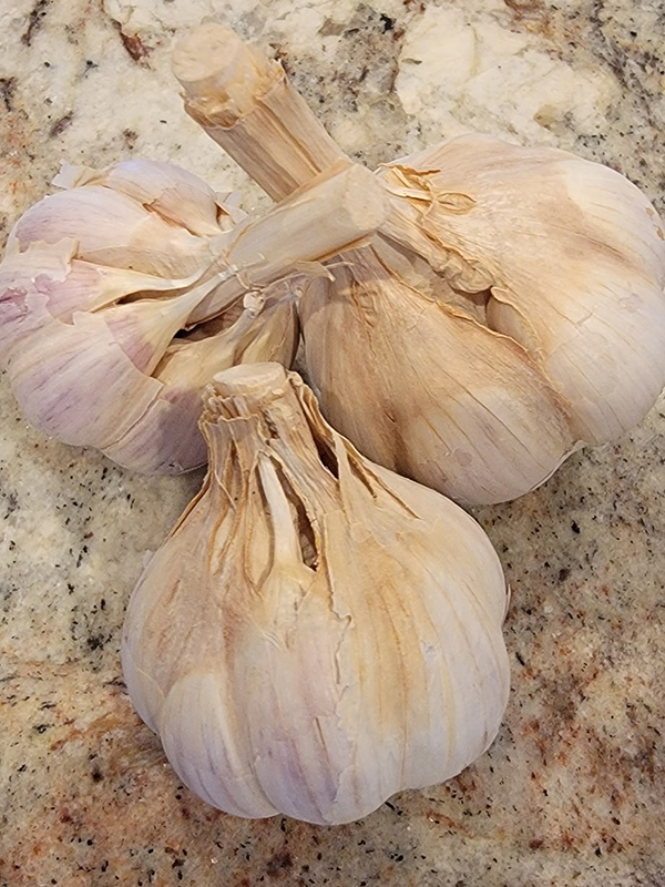 Split Music Hardneck